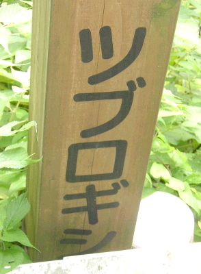 �c�u���M�V